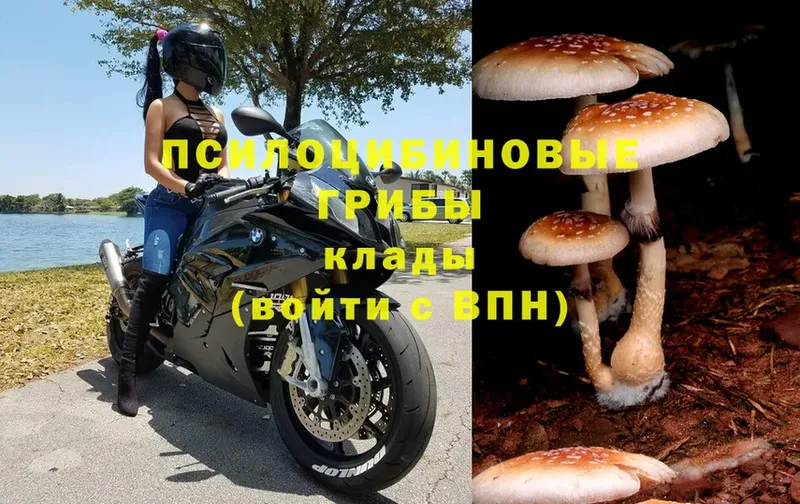 как найти   Калининец  Псилоцибиновые грибы Psilocybine cubensis 